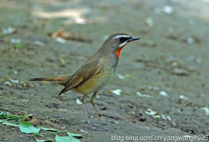 红喉歌鸲（7）
