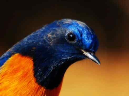 美丽无罪：雀鸟之红尾鸲