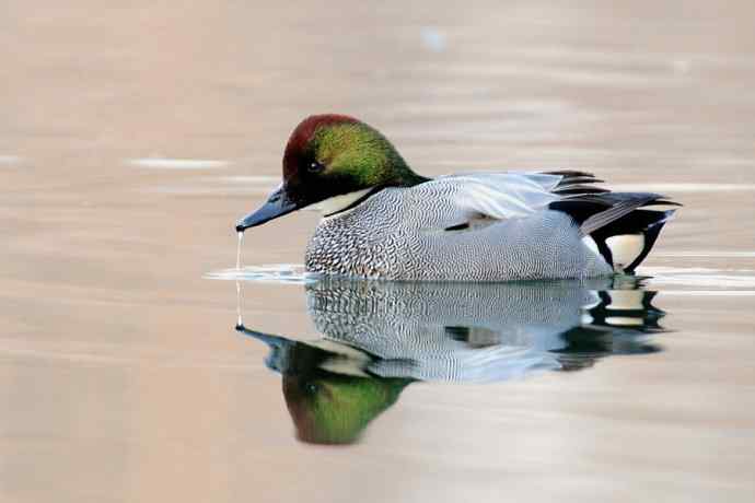 唐罗鸭 wbr八百里加急★ 唐罗鸭 wbr八百里加急★
