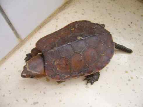 玄武:传说的兽原型探秘(平胸龟) 玄武:传说的兽原型探秘(平胸龟)