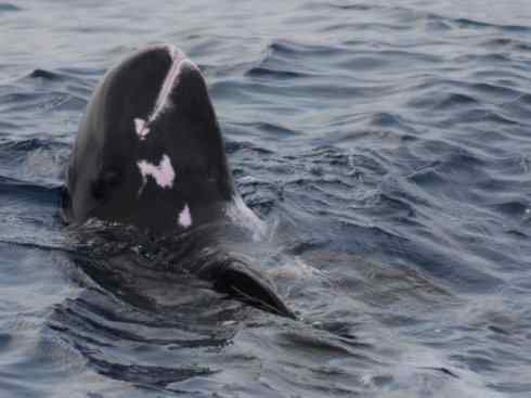 自然奇观：动物大迁徙(齿鲸类)