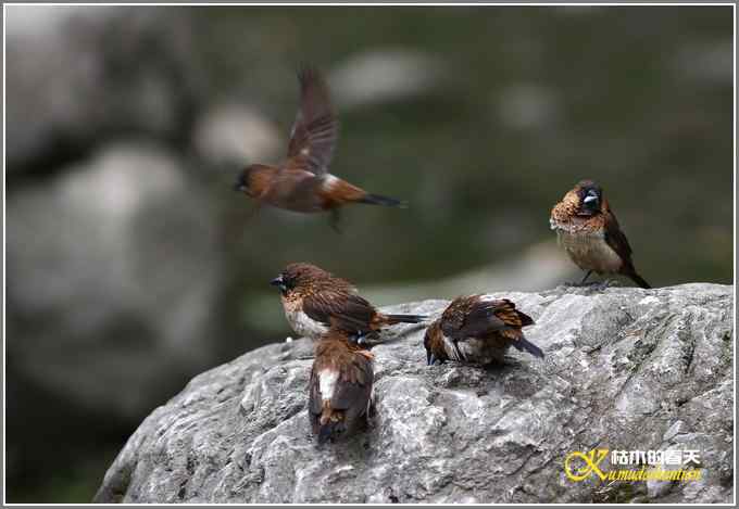 杂鸟一组【照片】