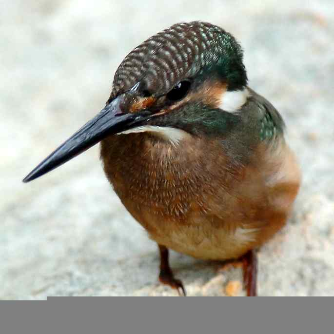 圆明园&nbsp;wbr路&nbsp;wbr小翠乖乖