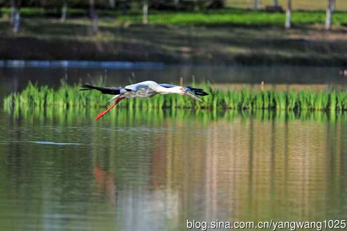 寻鱼觅食的东方白鹳 寻鱼觅食的东方白鹳