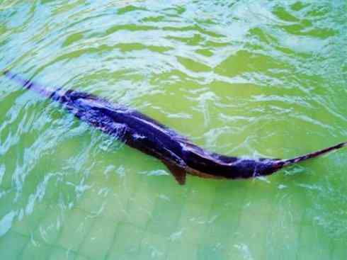 鱼类活化石：匙吻鲟科