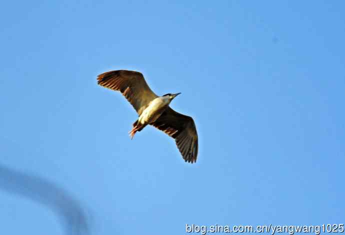 北京动物园的鸟类——飞（夜鹭）83