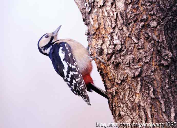 大斑啄木鸟（1）