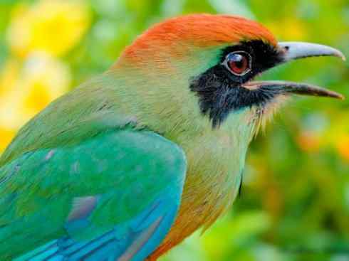 绝色攀禽：佛法僧目之翠鴗2