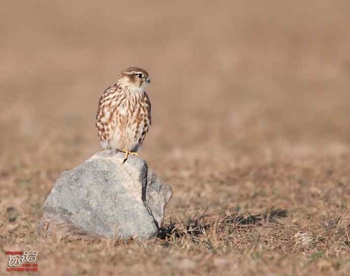 官厅水库 wbr路 wbr金秋十一猛 官厅水库 wbr路 wbr金秋十一猛
