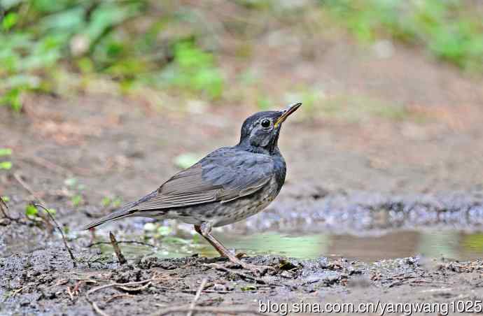 乌灰鸫(1) 乌灰鸫(1)
