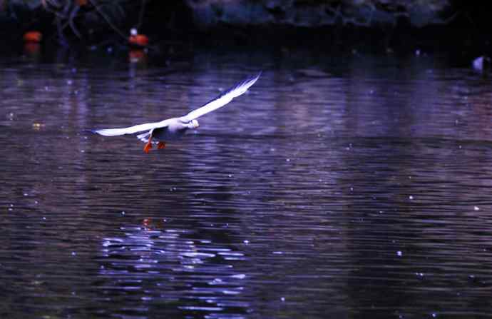 斑头雁（抓拍）5