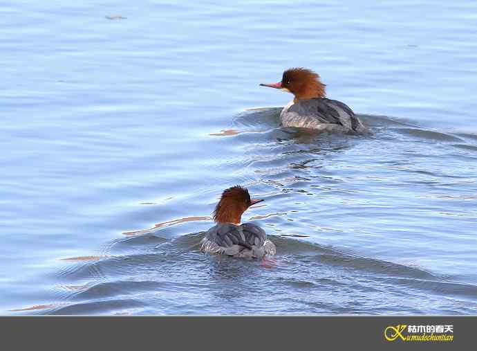 月亮湾拍的“秋沙鸭”【实拍】