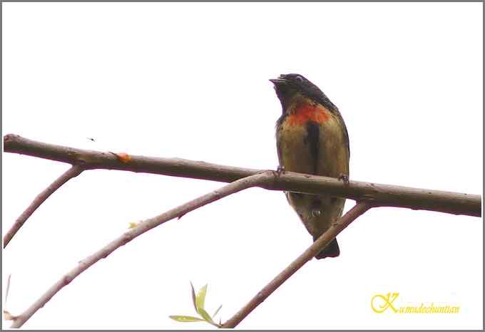 三天守候一只鸟【照片】