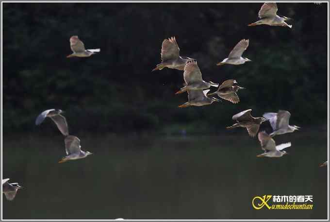 拍鸟需要一种心境【照片】