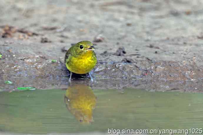 洗浴的绿背姬鶲