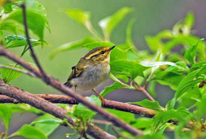 黄腰柳莺（7）