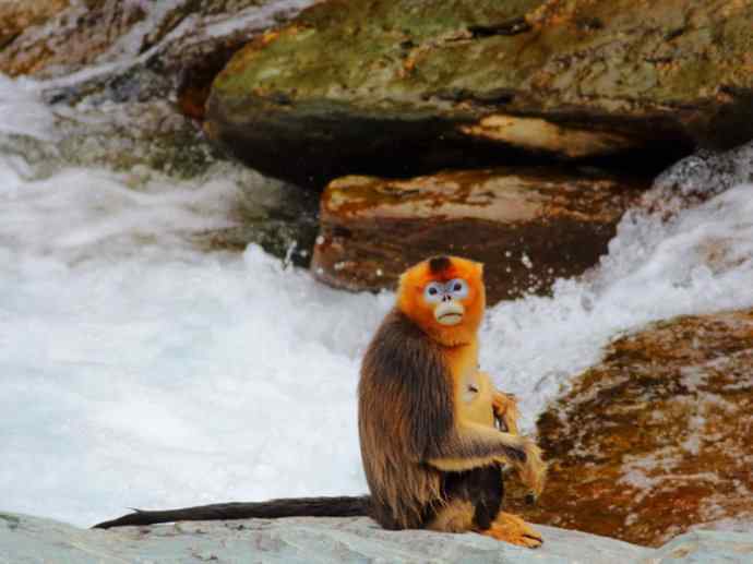 犬科:犬亚科犬属之貉 犬科:犬亚科犬属之貉