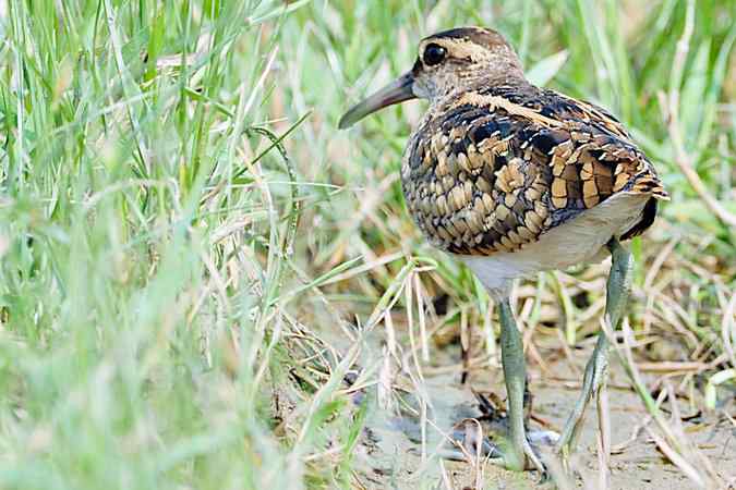 再上衡水湖 wbr续拍明星鸟