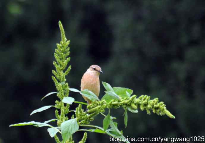 今秋第一次拍侯鸟儿（烏鶲）