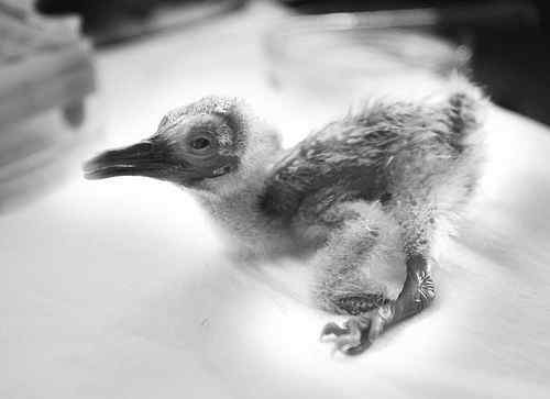 世界第一只全人工孵化的朱鹮