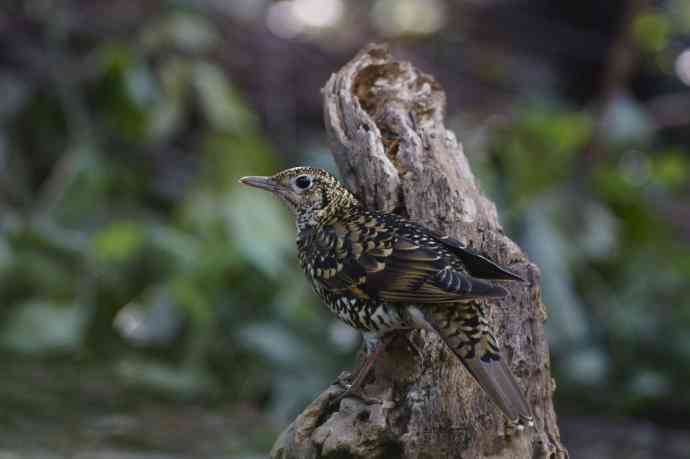 把虎斑地鸫拍菜