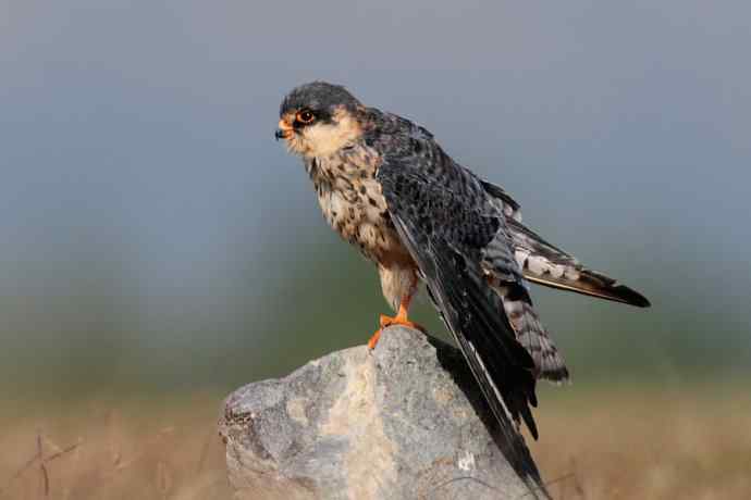 阿穆尔隼:野鸭湖黎明观猛* 阿穆尔隼:野鸭湖黎明观猛*