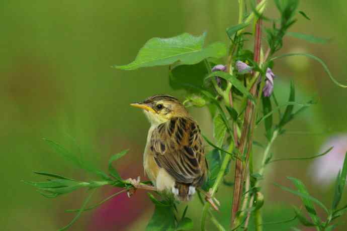 鸟荒时节的新宠 鸟荒时节的新宠