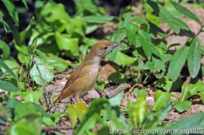 厚嘴苇莺(1) 厚嘴苇莺(1)