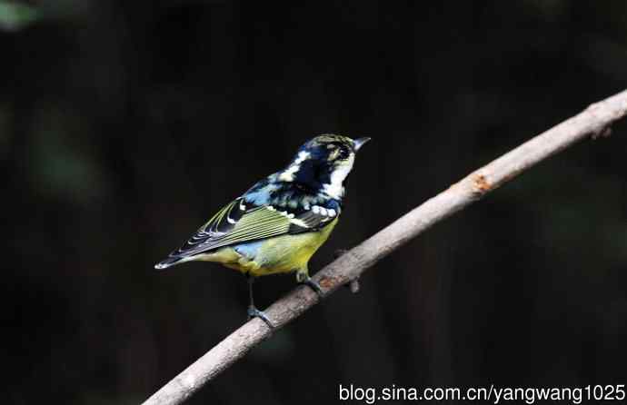 黄腹山雀（14）