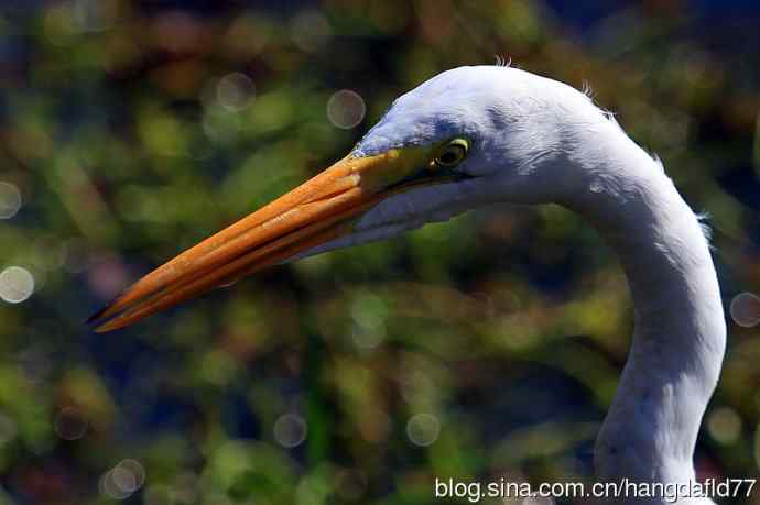 鸟雀肖像：大白鷺