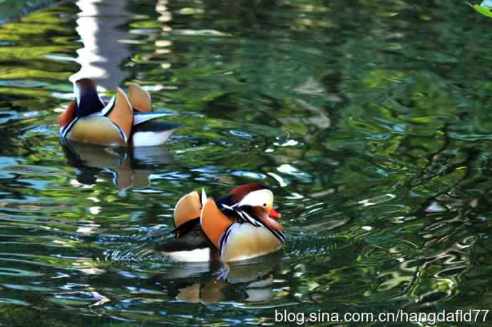 鸳鸯戏水（5）