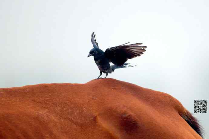 黑卷尾空中抓虫和戏马尾