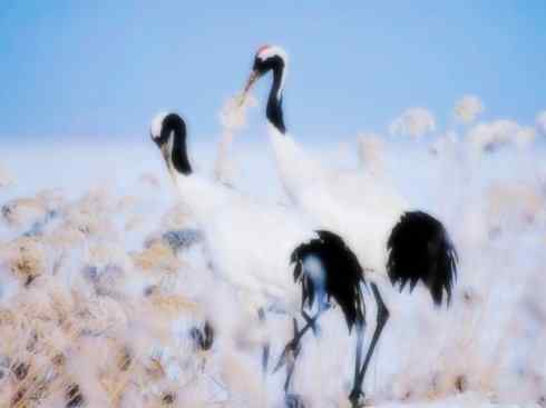 家禽驯化之源之十三（大雁、丹顶鹤）