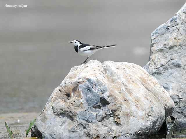 房山十渡(苍鹭水鹨白鹡鸰)