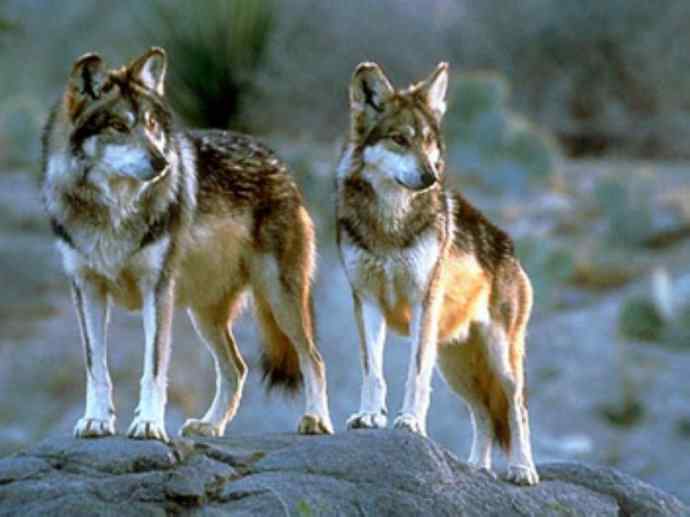 犬科：犬亚科犬属之澳洲野犬、歌唱犬、家犬