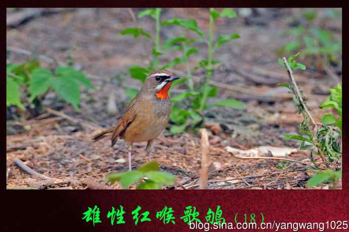 雄性红喉歌鸲（18）