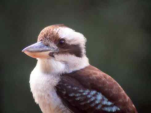 天生猎手：非猛禽类猎手之二（雀鸟也是屠夫——伯劳）