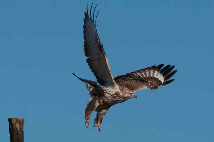 大鵟起飞 大鵟起飞