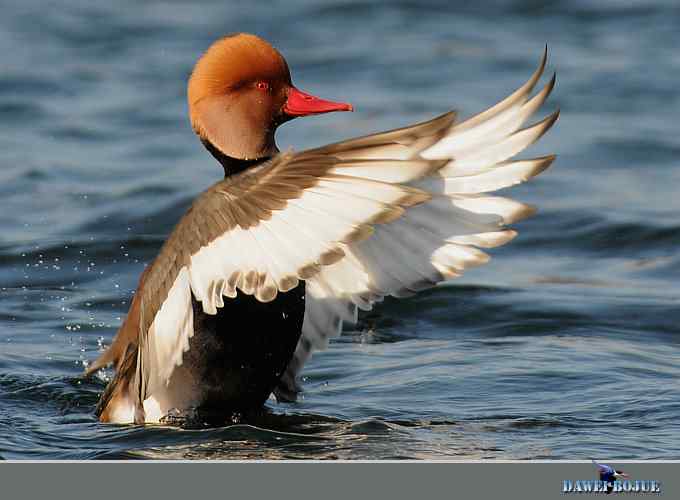 赤嘴潜鸭：冬天の靓色