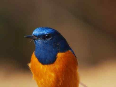 美丽无罪：雀鸟之红尾鸲