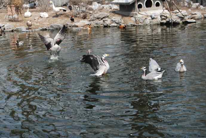 激战水禽湖（抓拍）