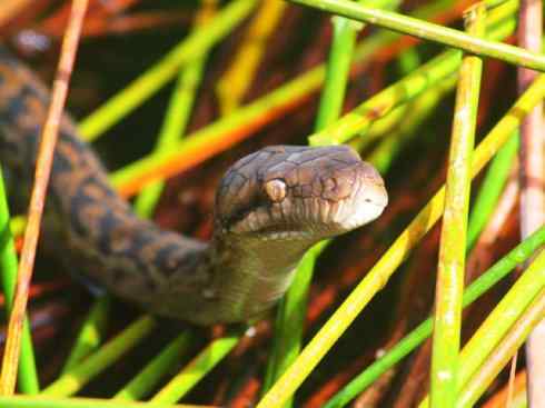 龙：传说的兽原型探秘（树蟒类）