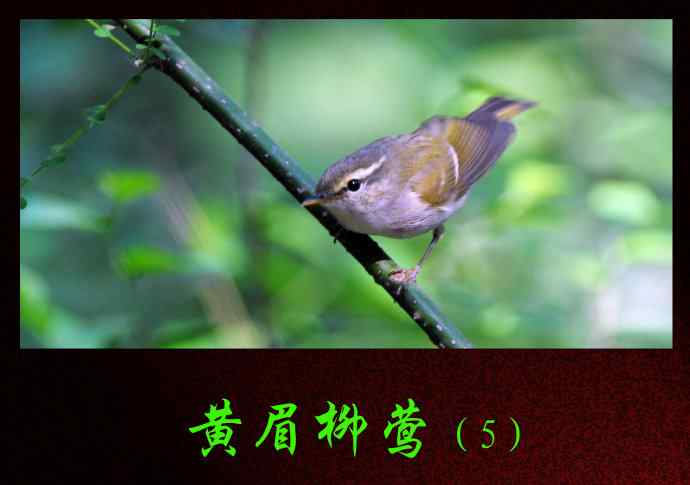 黄眉柳莺（5）