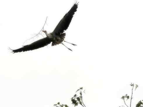 另类鸟类建筑师之一（白鹳、秃鹳）