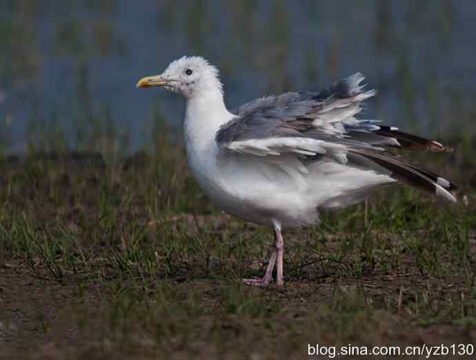 康西草原——孤独的银鸥（组图，7张图片）