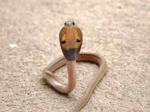 龙:传说的兽原型探秘(眼睛蛇类) 龙:传说的兽原型探秘(眼睛蛇类)