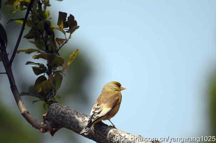 明星风范(拍摄金翅鸟纪实) 明星风范(拍摄金翅鸟纪实)