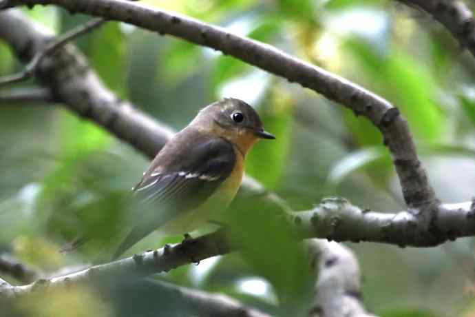 摄鸟拾趣（二十二） wbr wbr鸲（姬）鹟