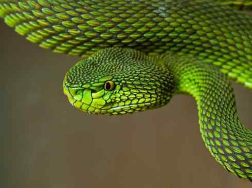 龙：传说的兽原型探秘（蝮蛇类）