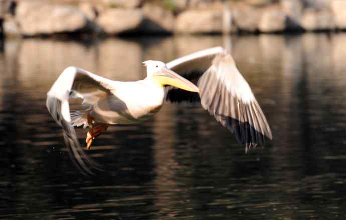 再拍鹈鹕 wbr wbr14